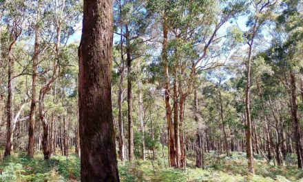 Framings of Wombat Forest