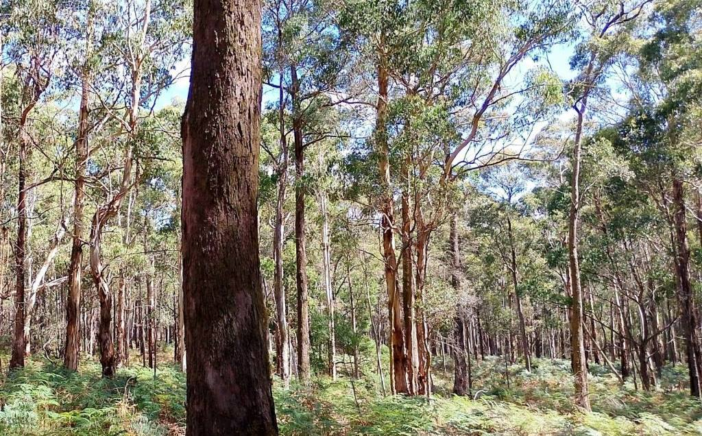 Framings of Wombat Forest