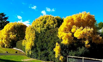 Celebrate Autumn in Daylesford – Share Your Photos!