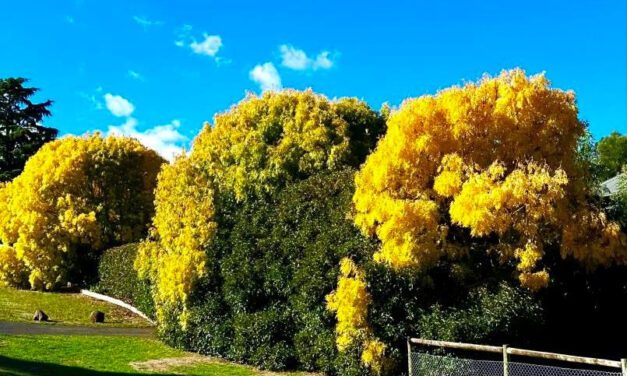 Celebrate Autumn in Daylesford – Share Your Photos!