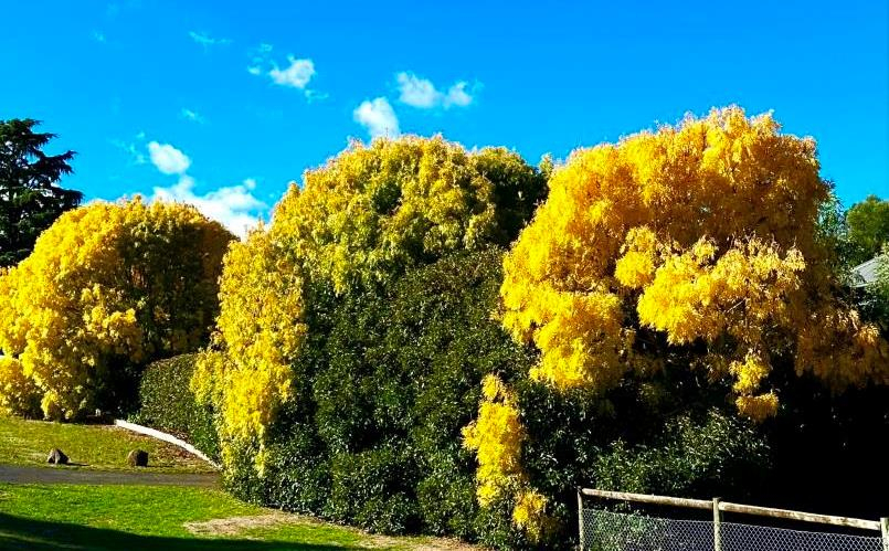 Celebrate Autumn in Daylesford – Share Your Photos!