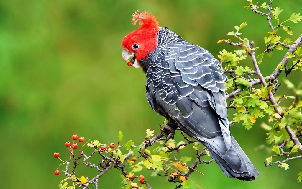 Nature Diary: Autumn Changes in the Gardens and Forests Around You