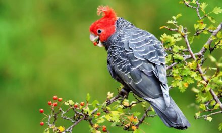 Nature Diary: Autumn Changes in the Gardens and Forests Around You