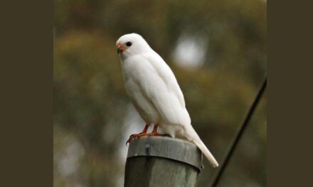 Nature Diary: The (Not So) Grey Goshawk