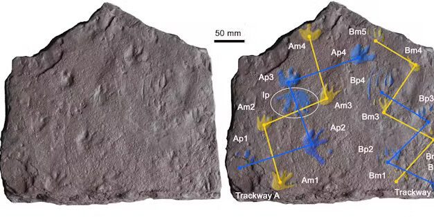 Daylesford Paleontologist John Long Helps Rewrite Evolutionary History