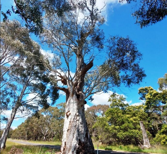 Photo of the Week: Ancient Gums – Sentinels of Our Landscape
