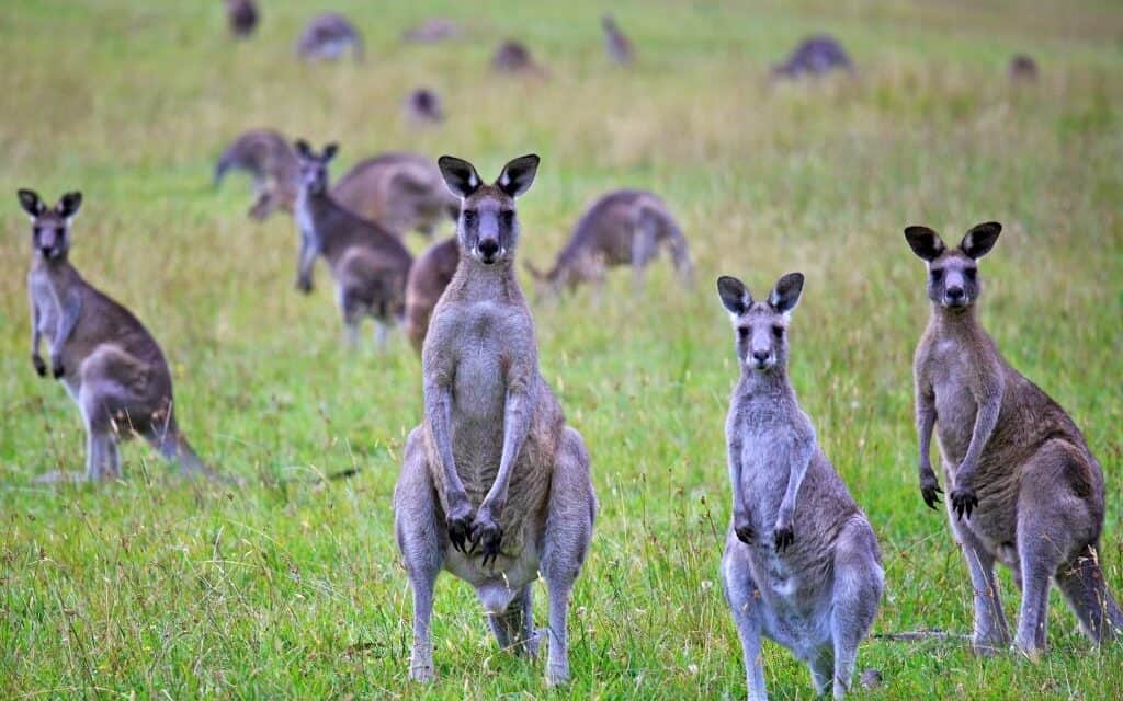 Look Out! Kangaroo!
