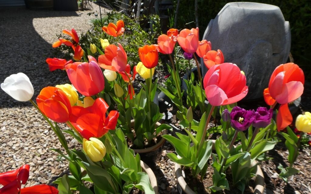 Spring Has Finally Arrived – Enjoy the Sunshine!