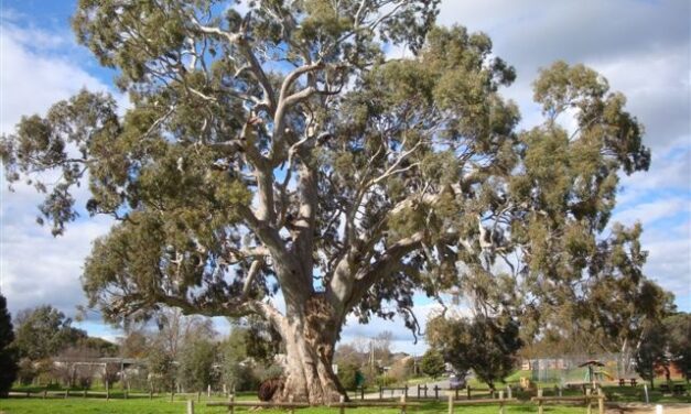 DJAARA Exhibition to Honour Guildford Big Tree: Calling All Artists