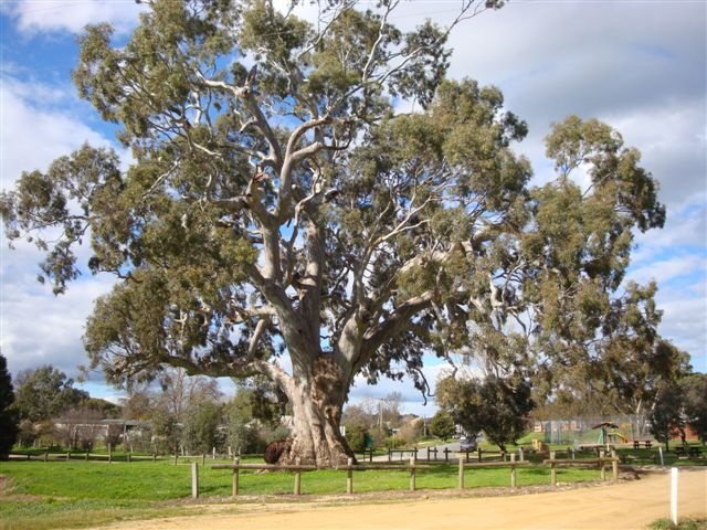DJAARA Exhibition to Honour Guildford Big Tree: Calling All Artists
