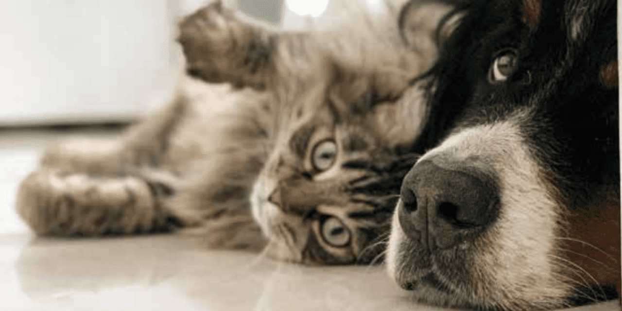 Responsible Pet Management