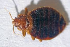 Daylesford Op Shop to Reopen After Bed Bug Crisis