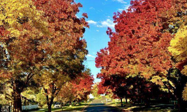 Picture of the week: Autumn has arrived