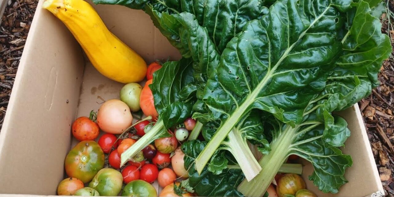 Volunteers at the heart of Daylesford’s Growing Paddock & Pantry Project