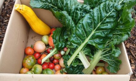 Volunteers at the heart of Daylesford’s Growing Paddock & Pantry Project