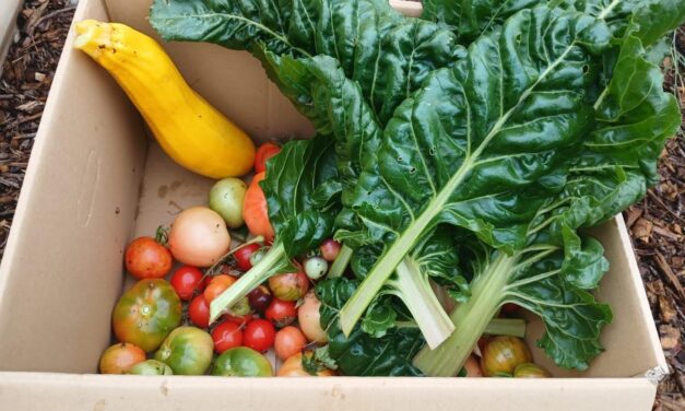Volunteers at the heart of Daylesford’s Growing Paddock & Pantry Project
