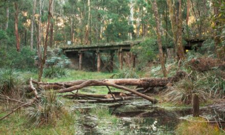Council Closes Domino Trail Bridge