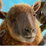 Sheep Detectives and more at the Phoenix