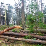 At Mollongghip on teh Great Divide, cyclonic winds ripped a forest apart. (Photo: Gib Wettenhall)