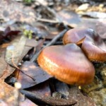Cortinarius species. (Alison would need to see the underside lamella to make a definitive identification.)