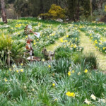 A field of happiness. (Photo: Robyn Rogers)