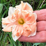 Nectar, the most rare daffodil in Verna's collection. (Photo: Robyn Rogers)