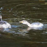 Playful chicks chasing each other at six and a half weeks. (Photo: VIR Craven)