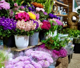 Chrysanthemums galore at Wombat Hill Florist. (Photo: Julie Higgs)